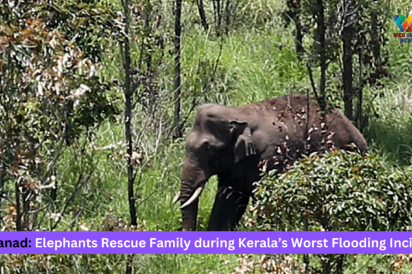 Wayanad: Elephants Rescue Family during Kerala’s Worst Flooding Incident