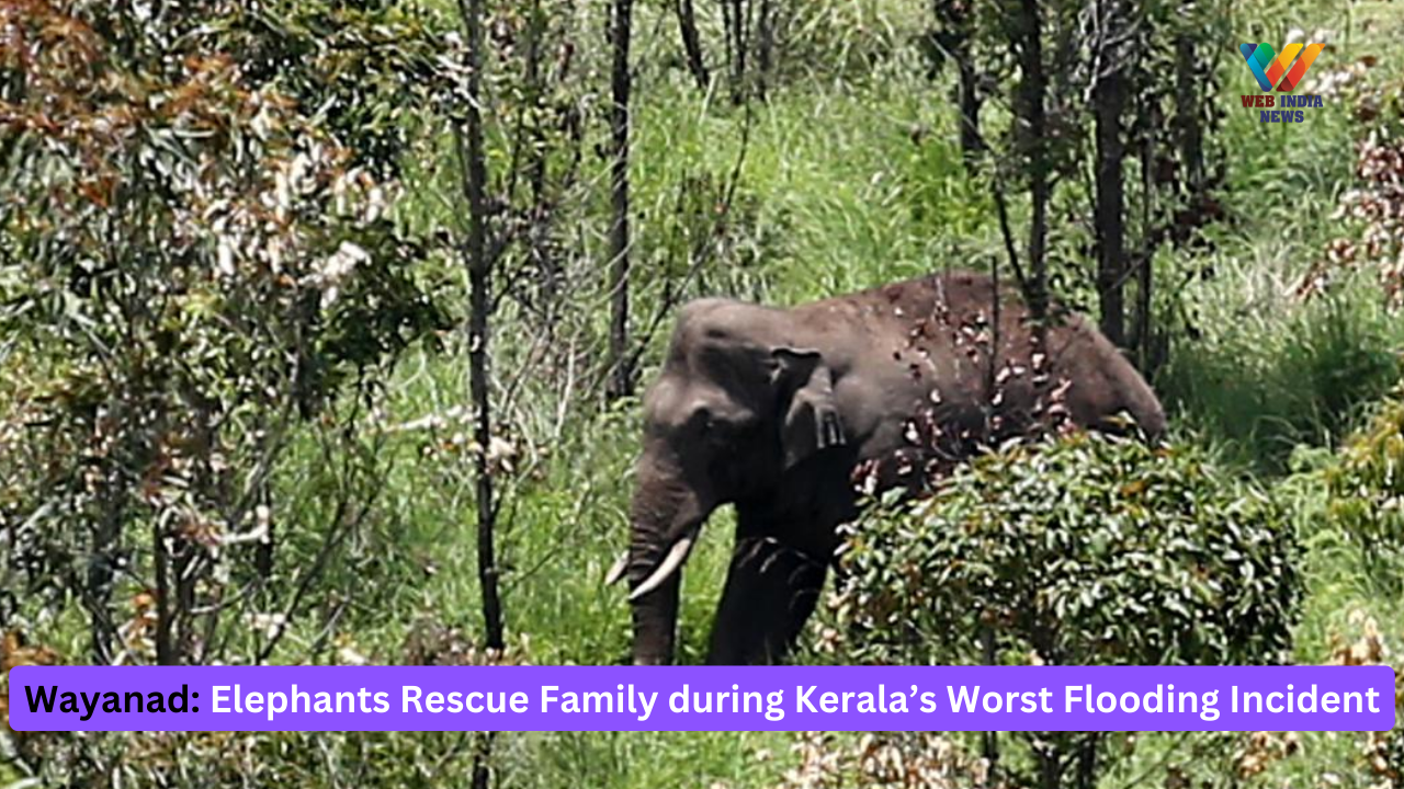 Wayanad: Elephants Rescue Family during Kerala’s Worst Flooding Incident